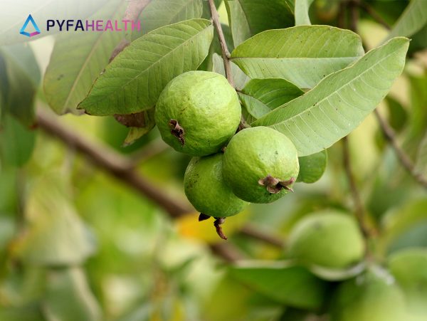 Manfaat Daun Jambu Biji Untuk Lambung Cegah Tukak Lambung Hingga