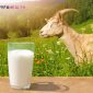 9 Manfaat Susu Kambing Etawa yang Baik bagi Kesehatan Tubuh