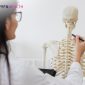 fungsi tulang pada manusia